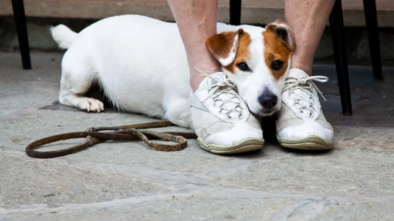 7 Signs that Your Dog Loves You