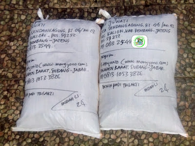 Benih padi yang dibeli   SRI JUWATI Rembang, Jateng Ke-2  (Setelah packing karung ). 