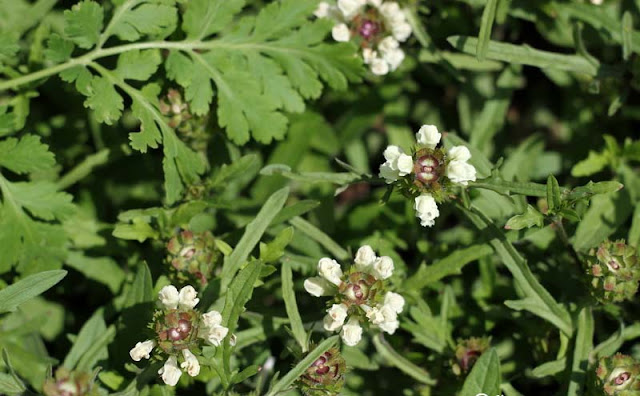 Prunella laciniata Flowers Pictures