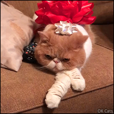 Christmas Cat GIF • When your cat woke up and realized he was a Xmas present [ok-cats.com]