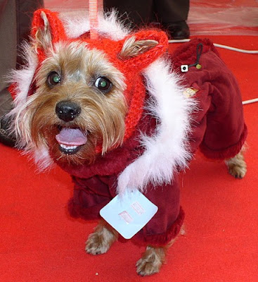 Awesome Pet Costumes Seen On www.coolpicturegallery.us