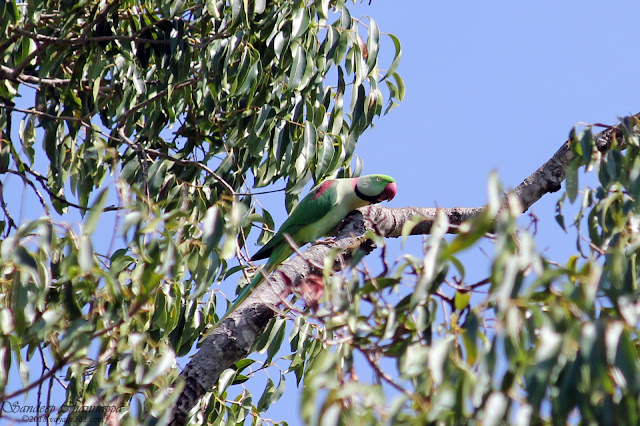 Alexandrine Parakeet perched high on the tree