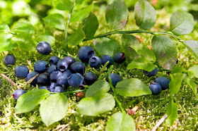 blueberry shrub