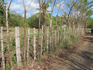 Fences Alive! near Playa Giron, Cuba