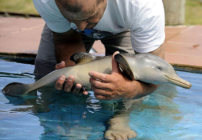 10-Day Old Baby Dolphin Rescued In Uruguay Seen On  www.coolpicturegallery.us