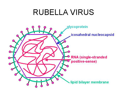 Pengobatan Rubella Secara Alami