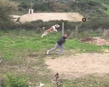 L’entraînement impressionnant de chiens au saut en longueur