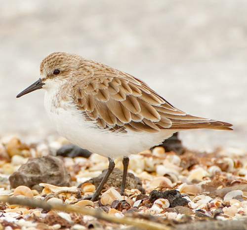 Calidris ruficollis