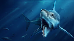 Helicoprion vẫn còn nhỏ hơn kích thước của loài các mập khét tiếng Megalodon