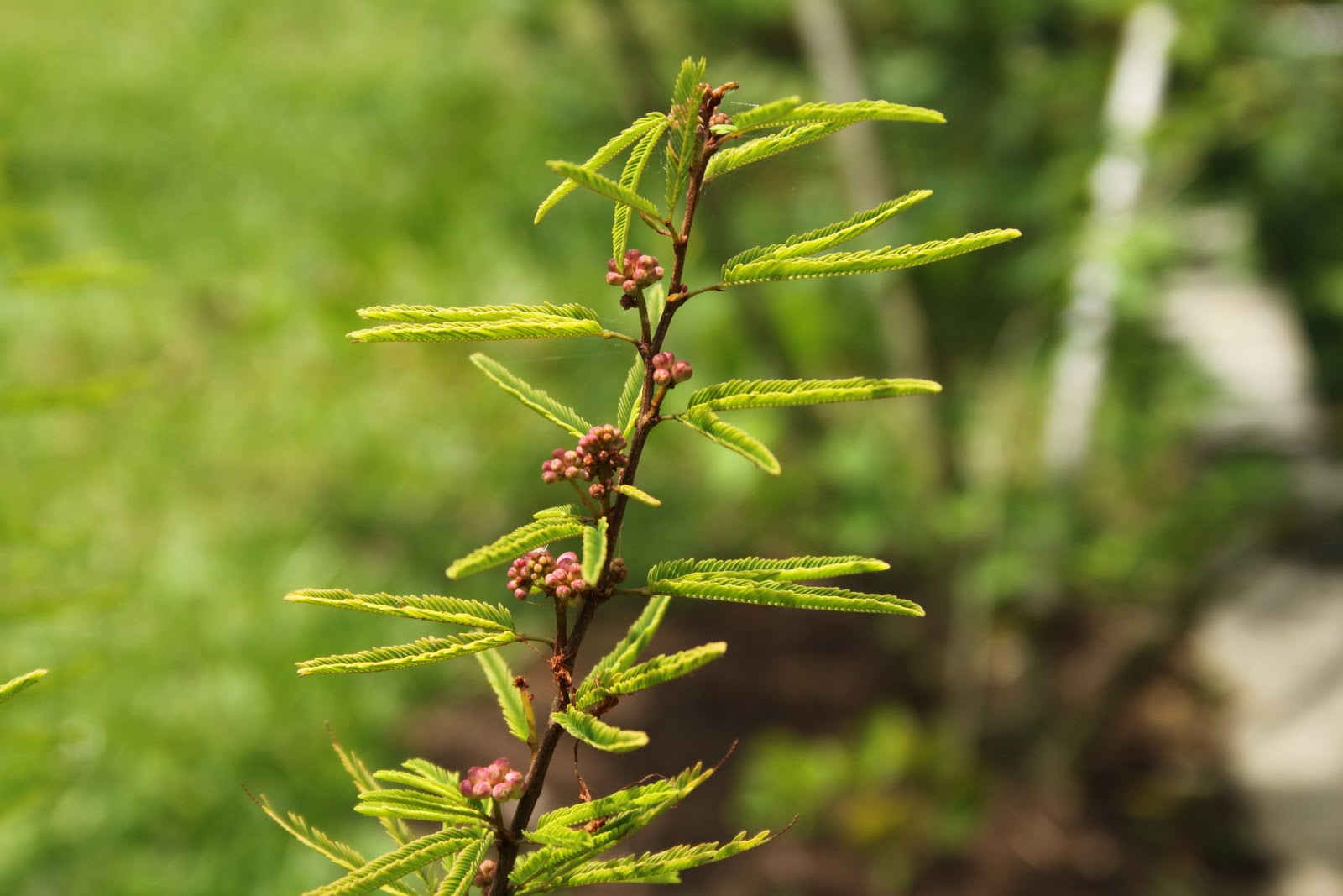 Saraca 豆科 香水合欢