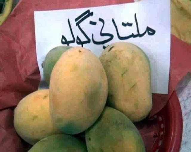 How many types of mangoes in Pakistan?
