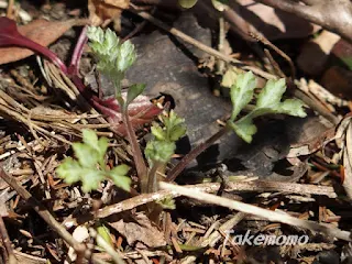 よもぎの新芽