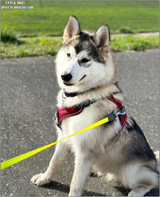 alaskan malamute