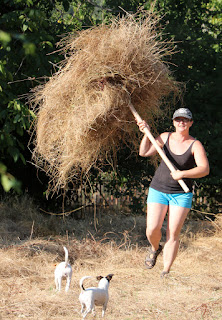 A hefting a large pile of hay