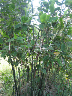 Bamban Donax canniformis 