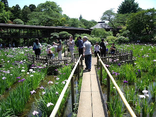 iris pond in the temple