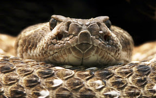 http://allaboutbodyart.blogspot.com/ rattlesnake_most_venomous_snakes_pic