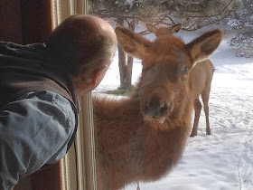 Funny animals of the week - 7 February 2014 (40 pics), curious elk looking to a man through window