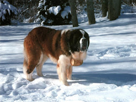 saint bernard dog wallpaper giant breeds dogs info st. bernhardshund bernhardiner animal pets hound