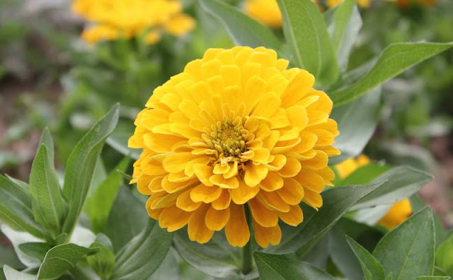 Zinnia Flowers