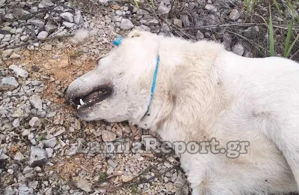 Στυλίδα: Έδεσαν, βασάνισαν και σκότωσαν, το σκύλο της φωτογραφίας