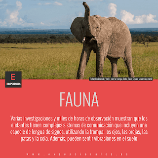 Fauna: varias investigaciones y miles de horas de observación muestran que los elefantes tienen complejos sistemas de comunicación que incluyen una especie de lengua de signos, utilizando la trompa, los ojos, las orejas, las patas y la cola. Además, pueden sentir vibraciones en el suelo