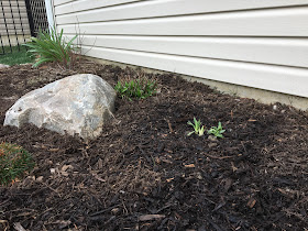 purple dome aster transplant