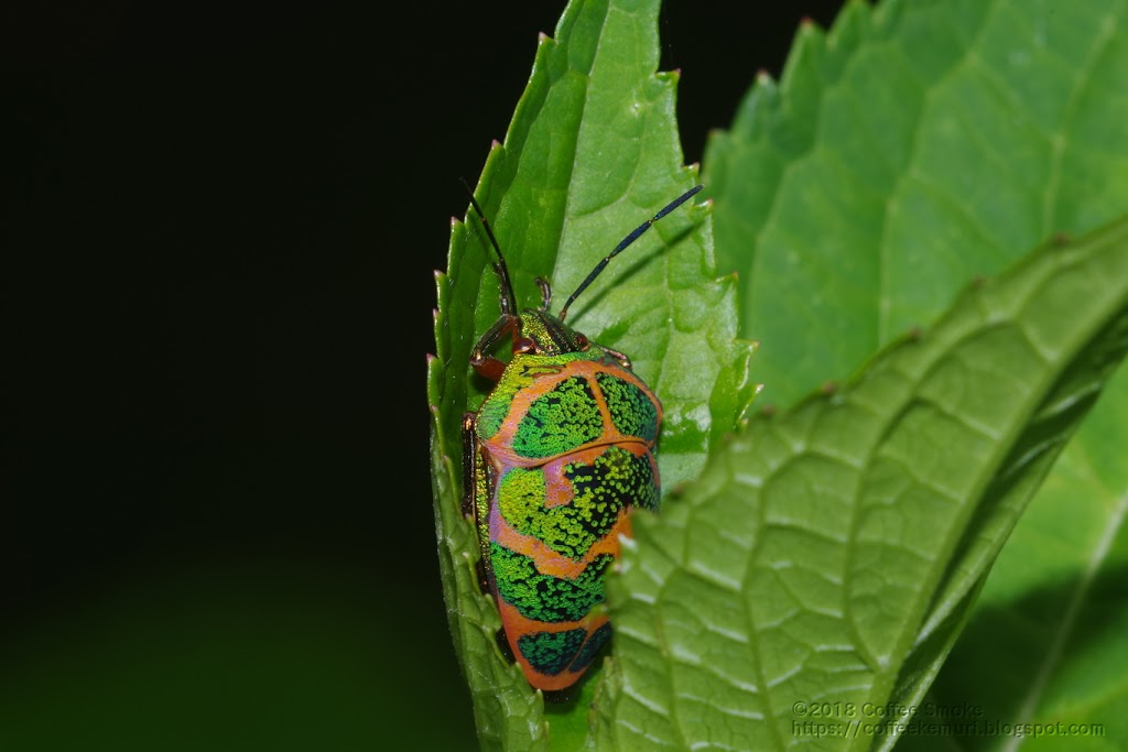 アカスジキンカメムシ