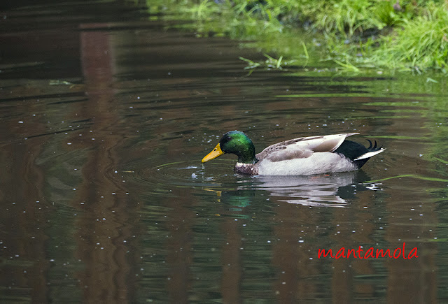 Mallard Duck