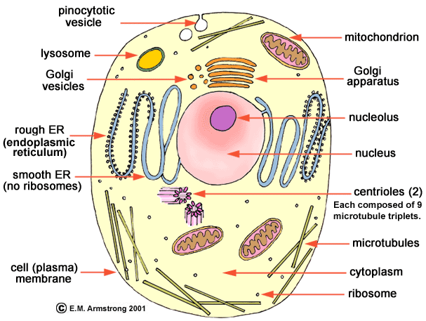 animal cell unlabelled. simple animal cell diagram