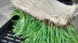 How To Make Corn Fodder,How To Make Hydroponic Fodder In India,How To Make Hydroponic Fodder System At Home,How To Make Hydroponic Fodder Trays,How To Make Hydroponic Fodder Trays For Sale,
