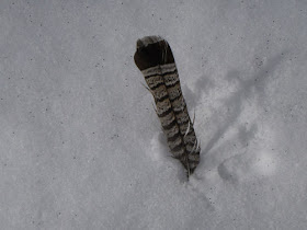 grouse tail feather