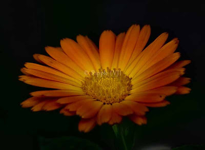 Posted by Ripple (VJ) : Corbett National Park : Orange flower...