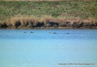 Hooded Mergansers, 11/13/10, Bill Forward Bird Blind, Parker River NWR