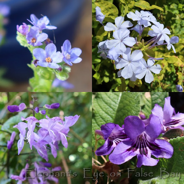 Blue January flowers