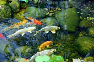 Algae: The Leading Cause of Fish Deaths in Ponds