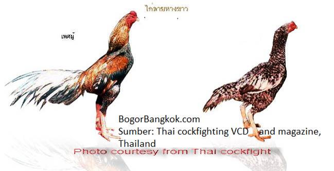 10 pasang Ayam  Jago  Bangkok Terbaik  di Thailand Ayam  