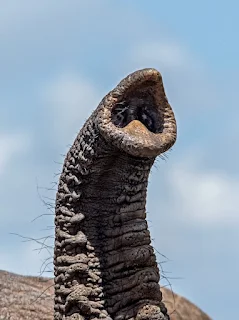 Elephant trunk