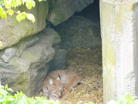 Skansen zoo, skansen museum and zoo, stockholm, lynx, skansen stockholm, 