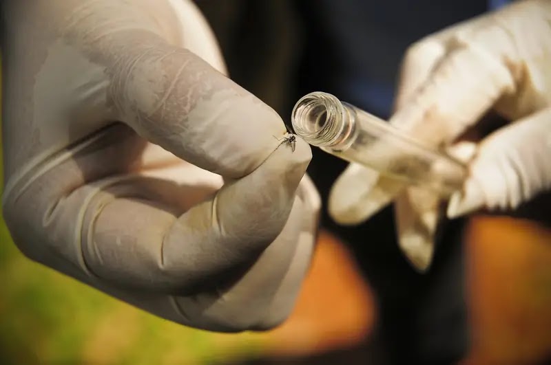 Ceilândia, Samambaia, Recanto das Emas, Brazlândia e Taguatinga concentraram 41,7% dos casos prováveis de dengue no DF