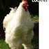 COCHINS