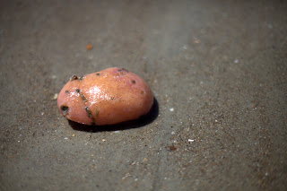 orange blob on beach