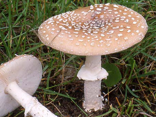 Oronja pantera - Amanita pantherina