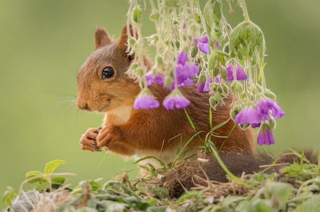 Esquilos emprestam seu charme a um estúdio montado na natureza por Geert Weggen 