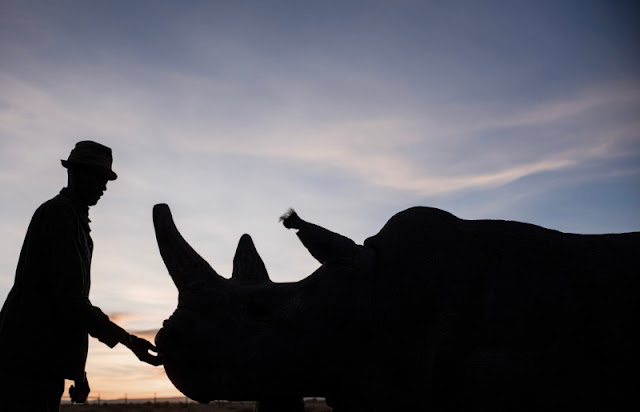 Stunning Photos Of The Last Two Northern White Rhinos Alive