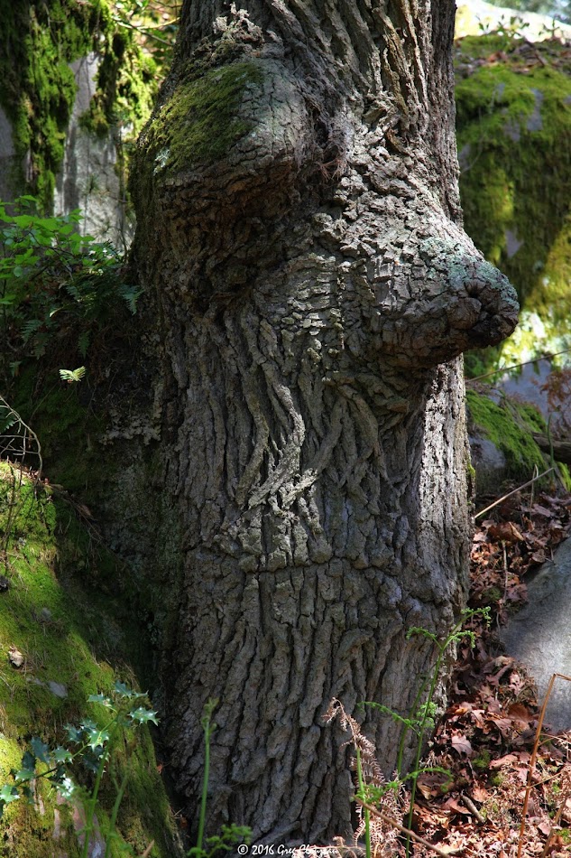 Gnom Gnom, Cuvier Fontainebleau, (C) 2016 Greg Clouzeau