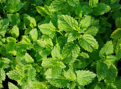 Best Health Benefits of Peppermint