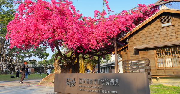 台中西區國家漫畫博物館九重葛花開燦爛，結合日式建築充滿懷舊感