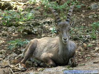 Bouquetin des Alpes - Capra ibex 