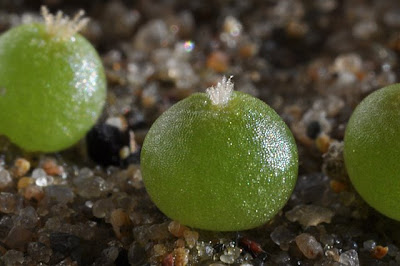 Lophophora fricii seedlings (KS 198; Viesca, Coahuila, Mexico)